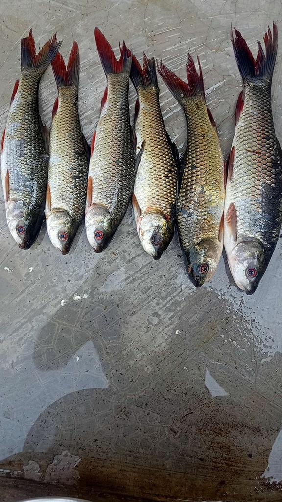 Rohu Fish (रोहू मछली)