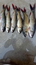 Rohu Fish (रोहू मछली)