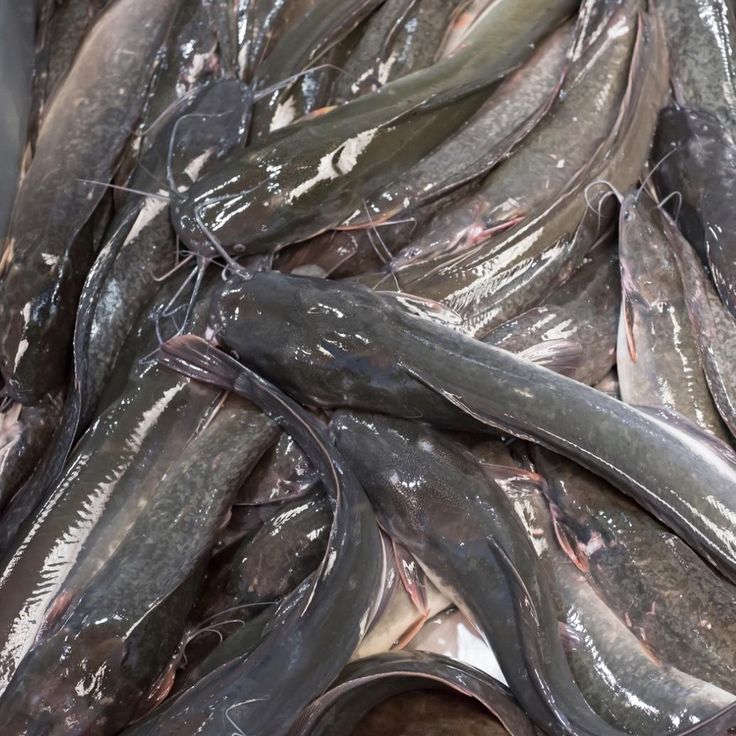 Catfish / Magur Fish (मंगुर / कैटफ़िश)