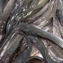 Catfish / Magur Fish (मंगुर / कैटफ़िश)