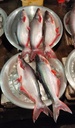 Pangasius Fish / Pangas (जासर)