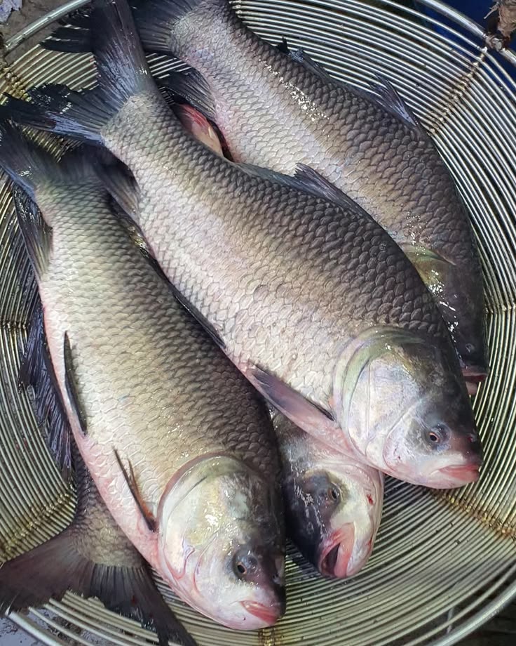 Catla Fish (कतला मछली)