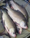 Catla Fish (कतला मछली)